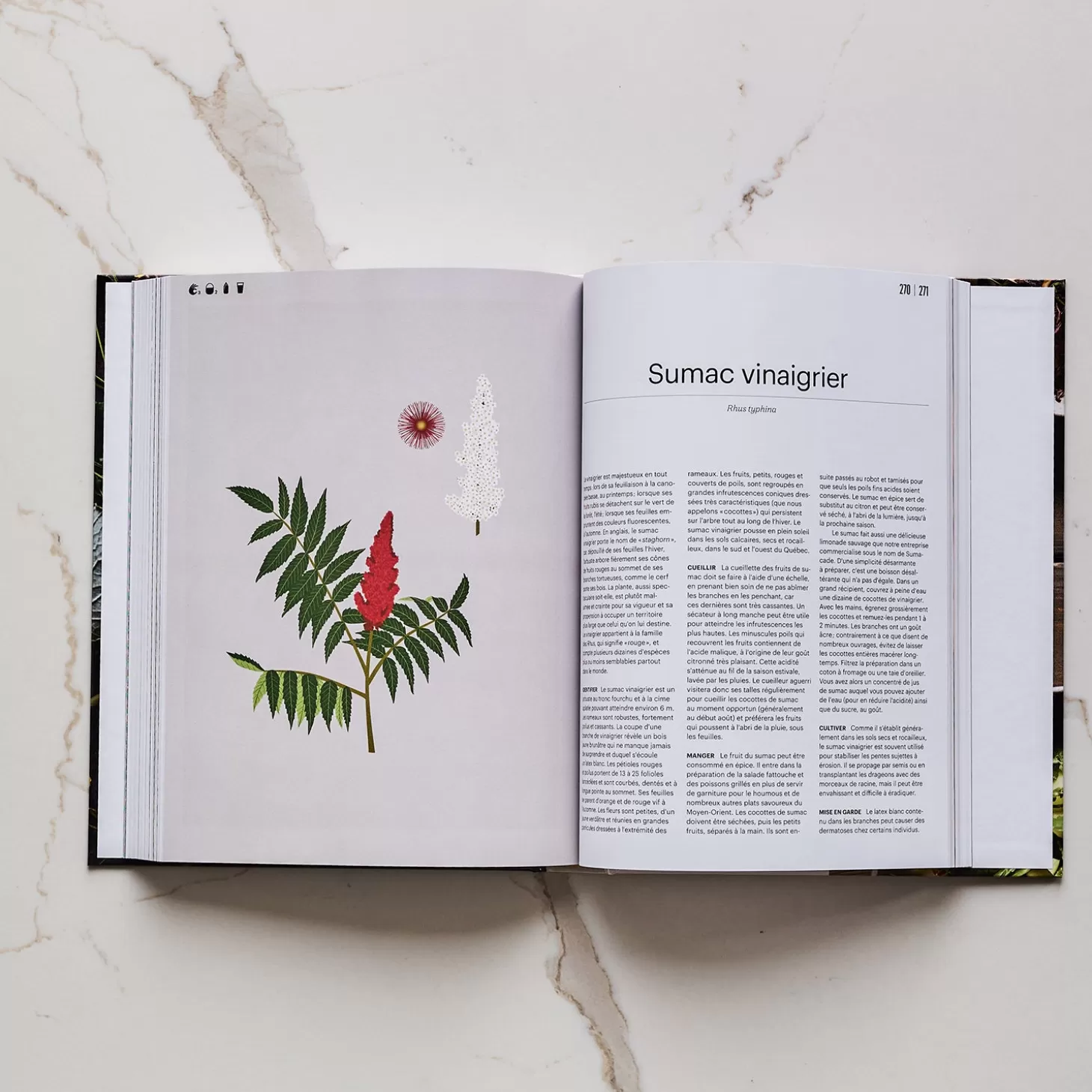 Trois fois par jour Foret Identifier, Cueillir, Cuisiner Cheap